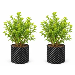 Blueberry Plant Pack of 2