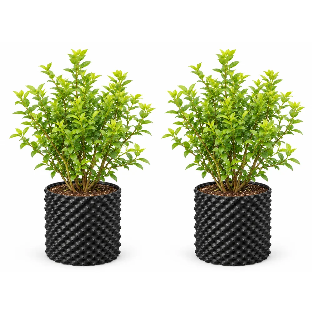 Blueberry Plant Pack of 2