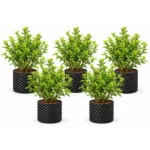 Blueberry Plant Pack of 5