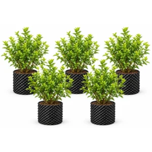 Blueberry Plant Pack of 5