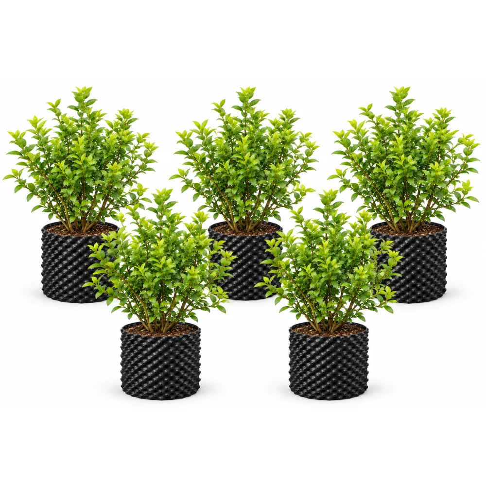 Blueberry Plant Pack of 5
