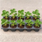 Buy Strawberry Plant (Bundle of 10 Plants)