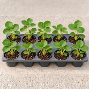 Buy Strawberry Plant (Bundle of 10 Plants)