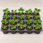 Buy Strawberry Plant (Bundle of 20 Plants)