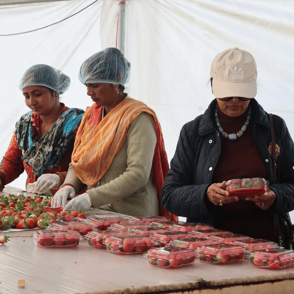 Explore Strawberry Picking Farm & Sustainable Farming in Delhi NCR