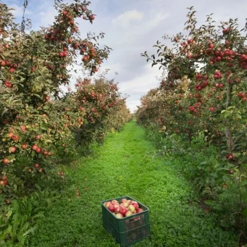 Fruit farms (1)