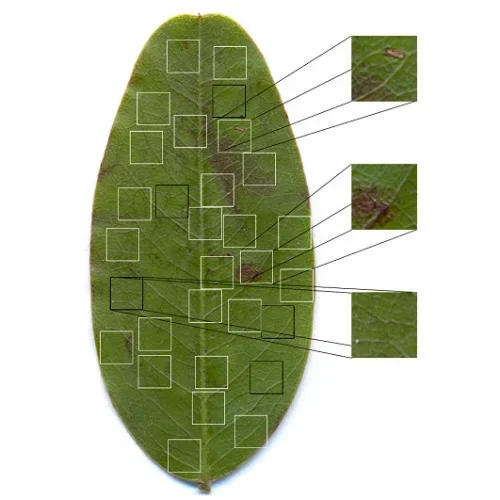 Leaf Analysis